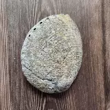 Мексиканский большой голубой раковина белый шалфей хвост с горящим дым