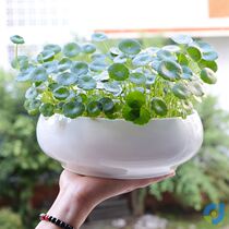 Brazilian wood basin balcony plant ceramic flowerpot large diameter living room water feeding special creative household large non-porous