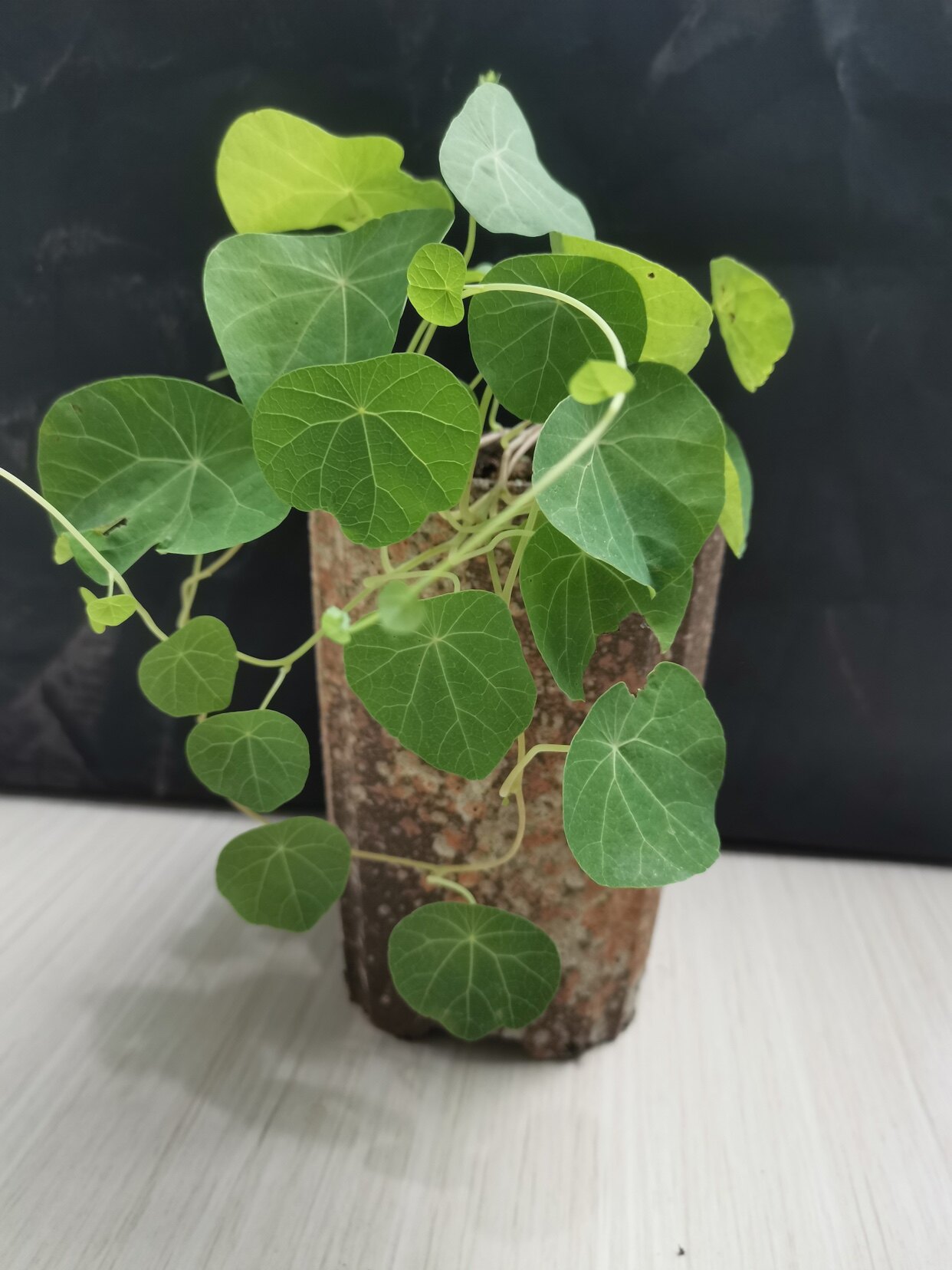玫颜绿植园艺店的LOGO
