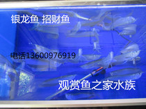 Silver Arowana Ornamental fish Silver Dragon Pet fish Freshwater fish Feng Shui fish Fortune fish Lucky fish Silver Dragon Live fish