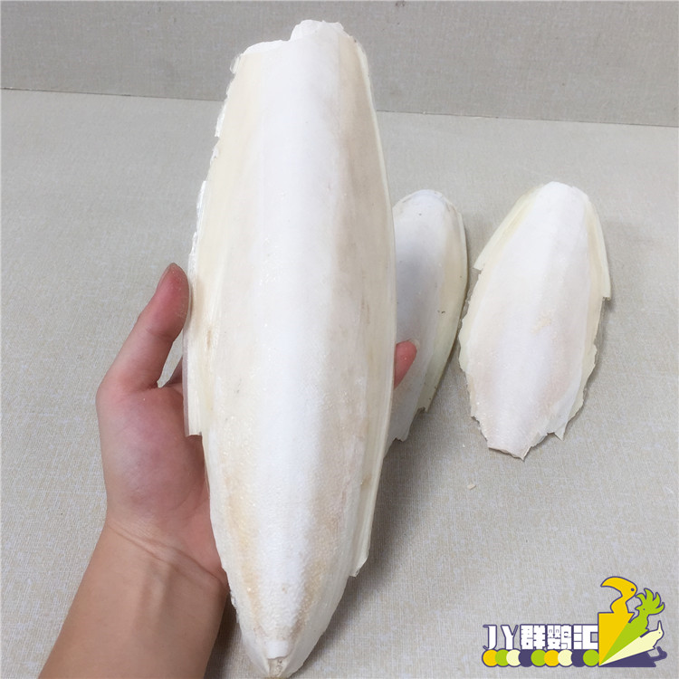 Parrot Cung cấp vật nuôi Mực đặc biệt Xương Vẹt mài Canxi Thức ăn cho chim Thức ăn bò - Chim & Chăm sóc chim Supplies long chim dep