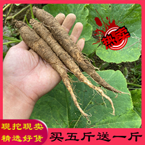 Fresh mountain carrot 500g wild north ginseng mountain potato leaf codonopsis Korean characteristic pickles