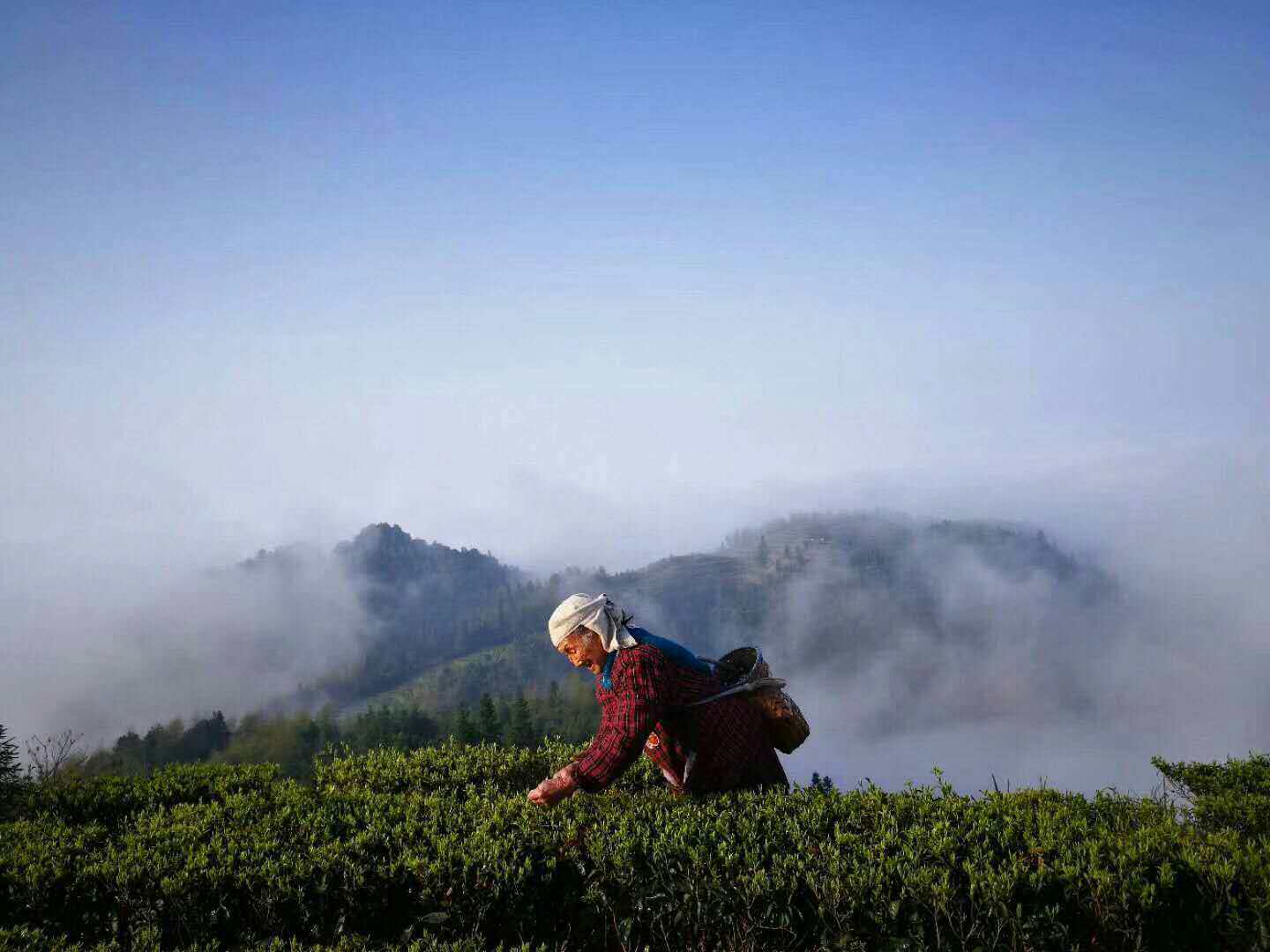 Would be with Paolida Green Tea before Qing Ming 128 yuan 50 grams