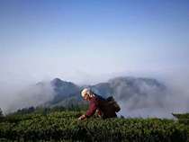 Tong Tong Baotian Green Tea Before Qingming One bud one leaf 128 yuan 50g