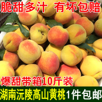 Alpine yellow peach fresh crisp sweet seasonal fruit Big Peach Hunan Huaihua Yuanling specialty non Yanling 10kg