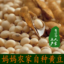 Soy milk farmers grow small soybeans to make tofu hair bean sprouts