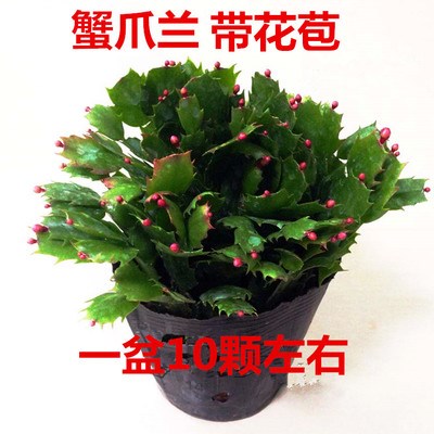 蟹爪兰苗花卉盆栽蟹爪兰花苗多肉植物蟹爪兰带根带花苞带营养杯发