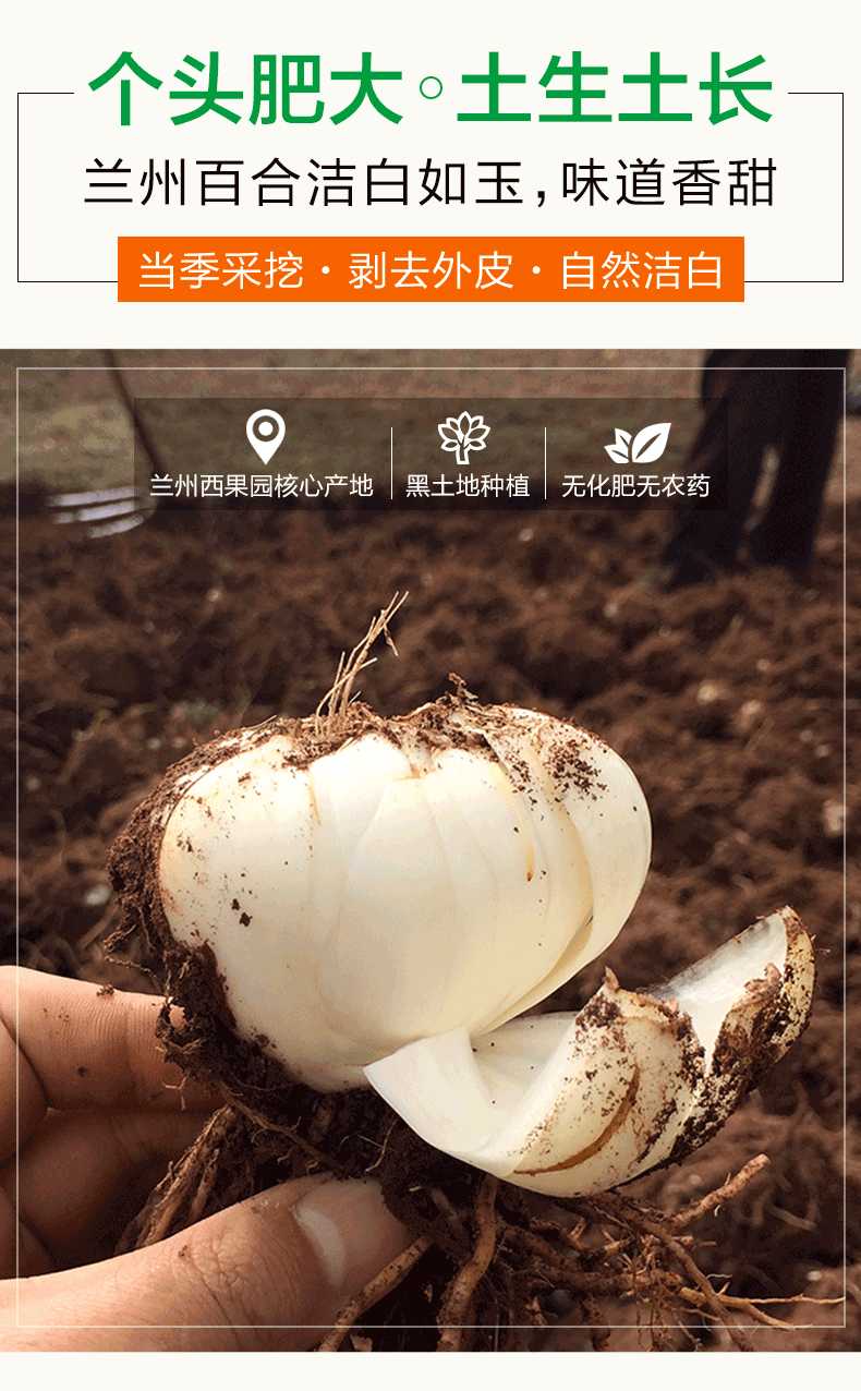 陇卉 六年生 兰州新鲜百合 天然无添加 2斤真空包装 图14