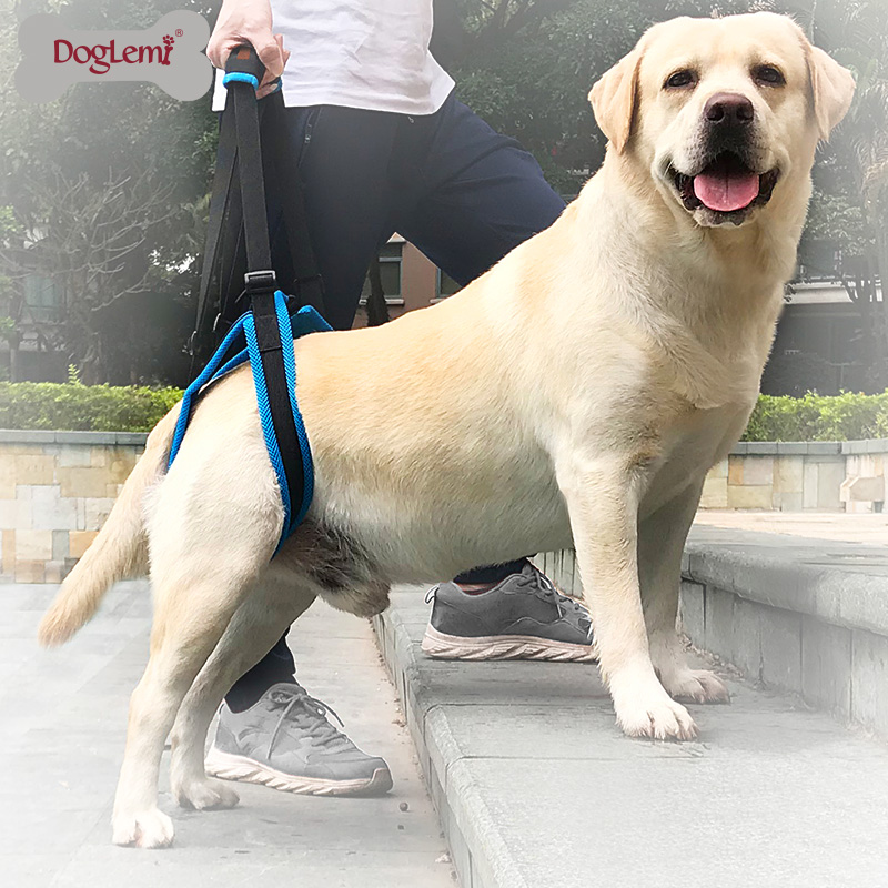 Pet auxiliary seat belt traction hind leg weakness muscle atrophy elderly sick dog mentally handicapped dog walking assist belt