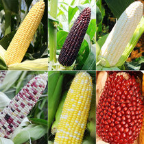 Super sweet fruit corn seeds black relict seeds Daquan green superman sticky white sweet waxy seedlings spring four seasons high yield