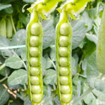 Sweet and crispy pea seeds seeds green beans large pods bowl beans pea seeds bulk spring Dutch beans four seasons vegetables