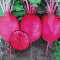 Pineapple fruit Radish seeds Relict seeds Autumn rob seed seeds Red skin red heart rapeseed Extra large four-season vegetables
