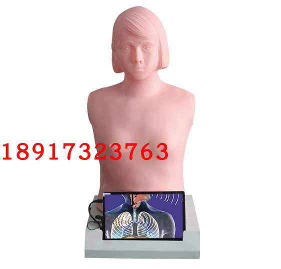 心肺触诊听诊电脑模拟器 成人心肺听诊触诊模型 心肺听诊模拟人