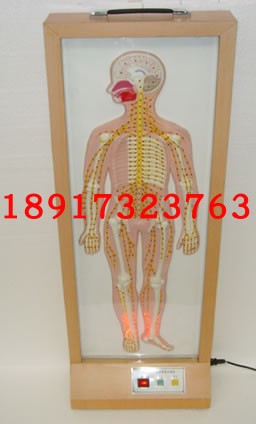 脊椎浮雕式全身周围神经电动模型（脑脊髓脊神经分布电动模型）