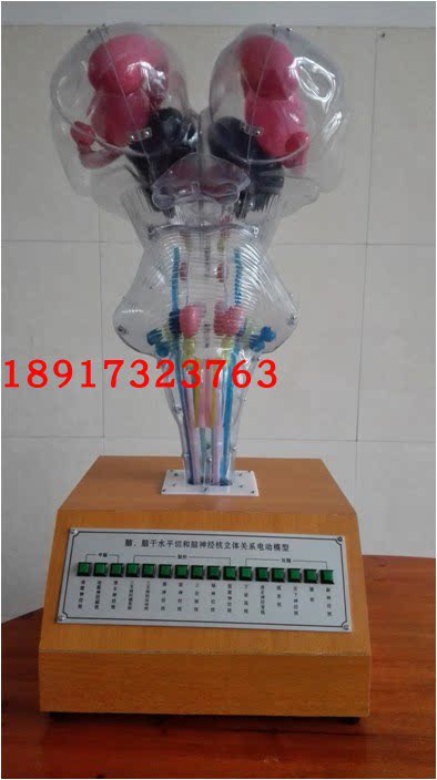 人脑脑干和脑神经核立体关系电动模型 脑干脑神经核电动模型