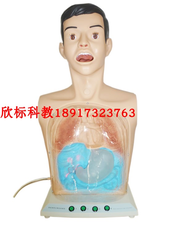 半身透明洗胃模型 多功能洗胃人体模型胃肠减压训练模型