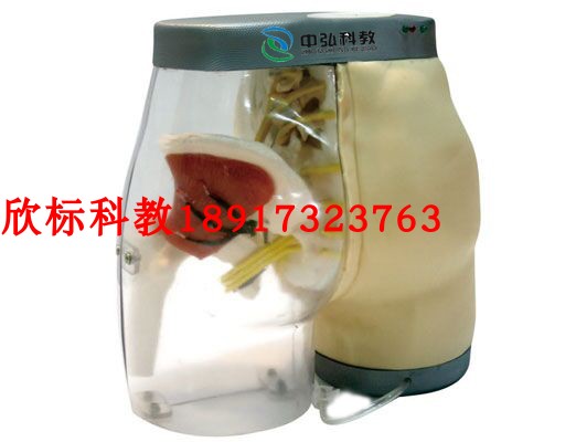 高级臀部肌肉注射及对比模型 透明臀部注射对比模型