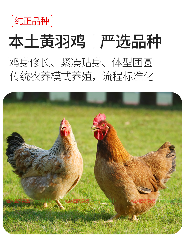 温氏 天露系列 供港三黄鸡 农家散养鸡 800g 图5