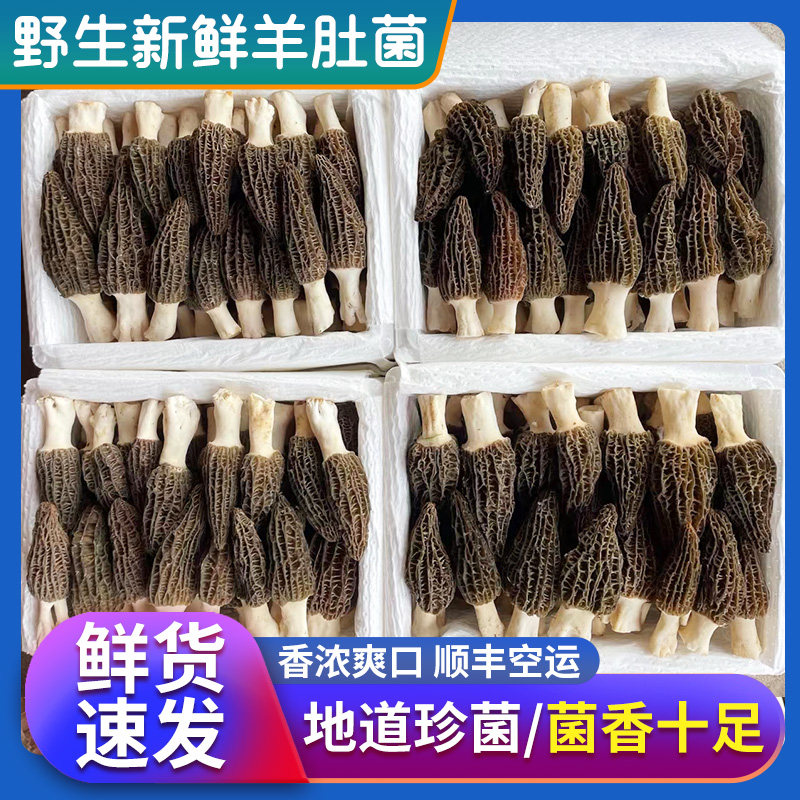 Spot fresh morels Selected Yunnan specialty fresh morels 500g non-wild mushroom soup ingredients