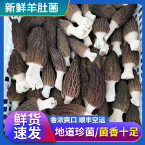 Spot fresh morels selected Yunnan specialty fresh morels 500g non-wild mushroom soup ingredients