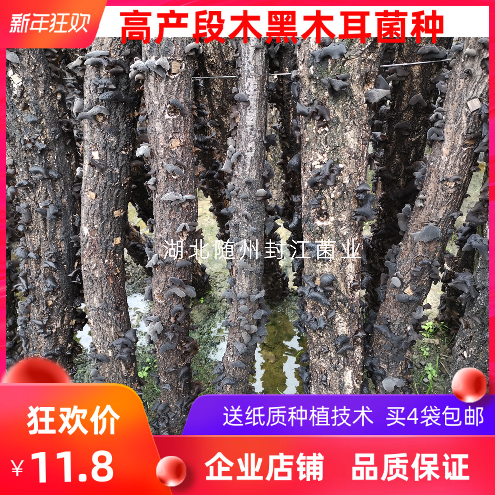 Section Wood Agaric Strain Home Germline Wood Black Fungus Strain Wood Strain Black Fungus Strain Original Species Family Breed