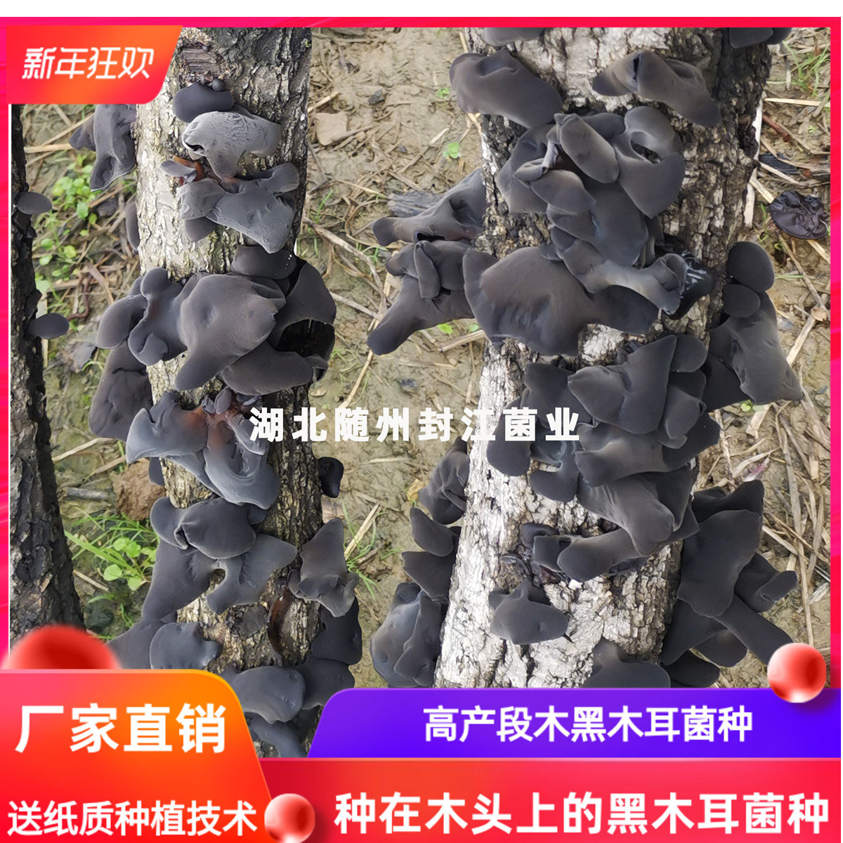 Black fungus strain seed black agaric seed black fungus seed black fungus strain home in wood on wood