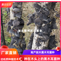 Black fungus species on wood Black fungus seed black fungus species