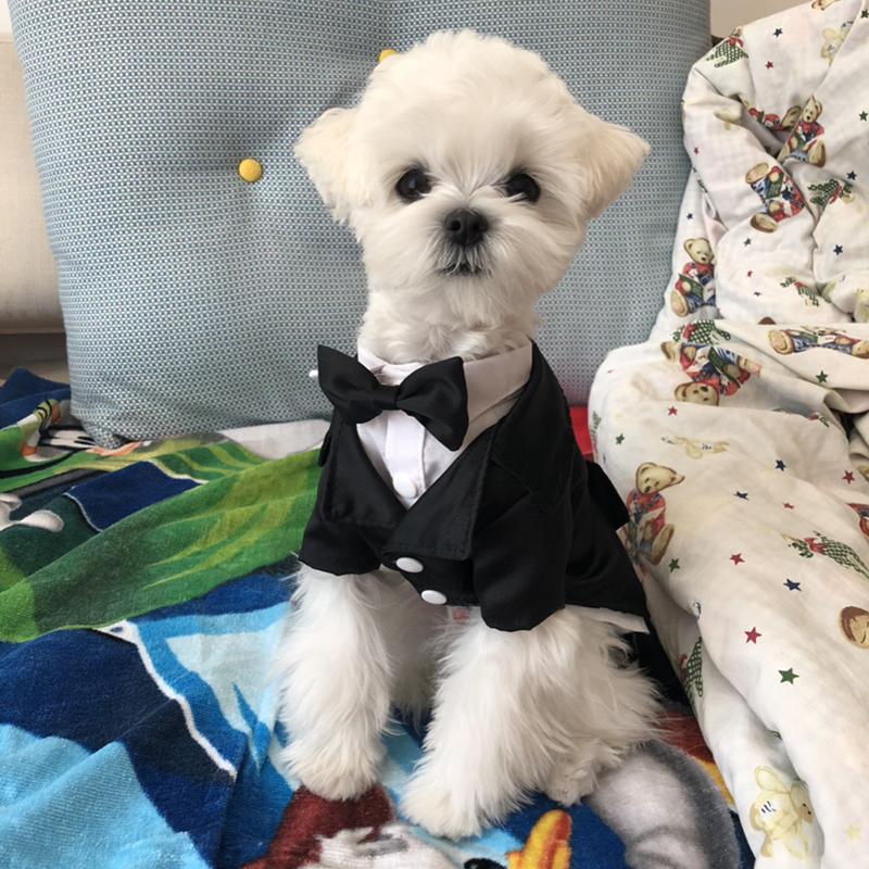 Black British Suit Two-Piece Pet Suit Teddy Handsome Suit Dress Tuxedo Dog Clothes Cat Suit