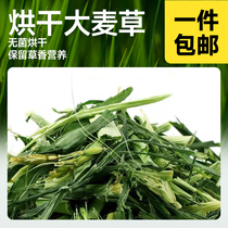 大麦草段干草牧草250克荷兰猪天竺鼠兔兔龙猫香脆可口500克 1000g