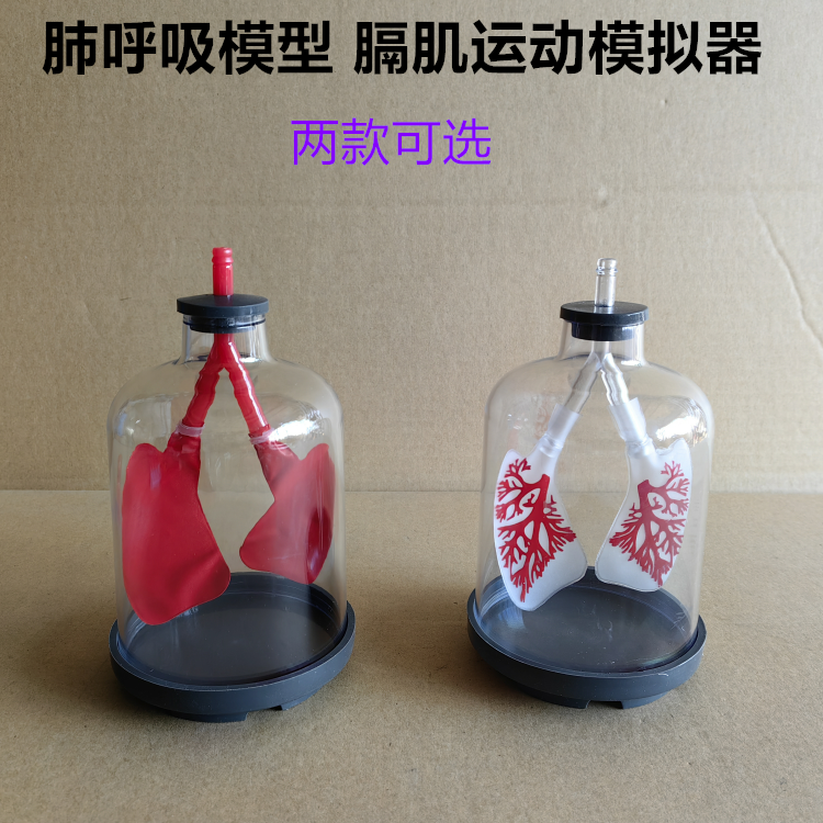 肺呼吸模型膈肌运动模拟演示器工作原理大气压强生物实验器材包邮