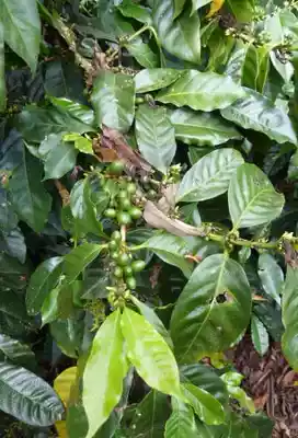 400 yuan zi zhu pai pay the freight hyperlinks