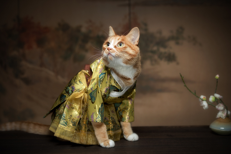 [Open-Front Clothing] Cat and Pet Hanfu, Available in Multiple Colors, Only Available in Cat and Small Dog Sizes