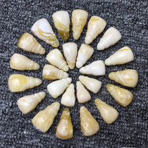 Xiaogui Beeswax White Wax White Flower Chicken Oil Yellow Beeswax Top Bead Waist Bead Buddha Head Set One Beeswax Buddha Head Pendant