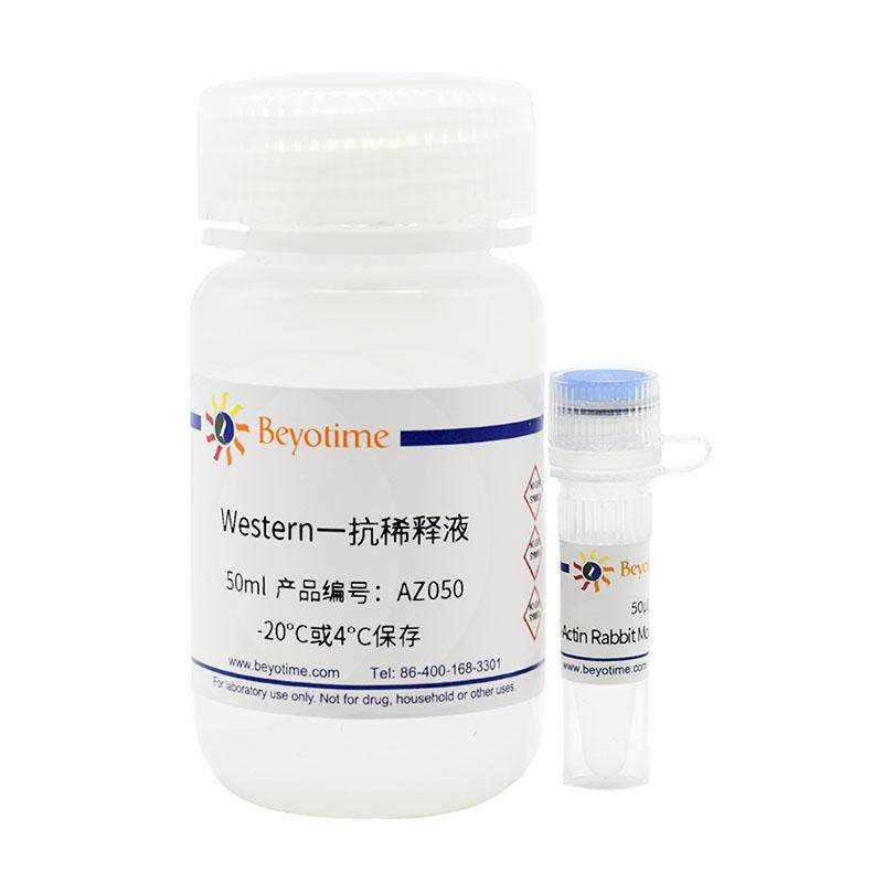碧云天&beta;-Actin Rabbit Monoclonal Antibody AF5003