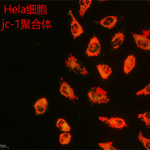 索莱宝线粒体膜电位检测试剂盒(JC-1)