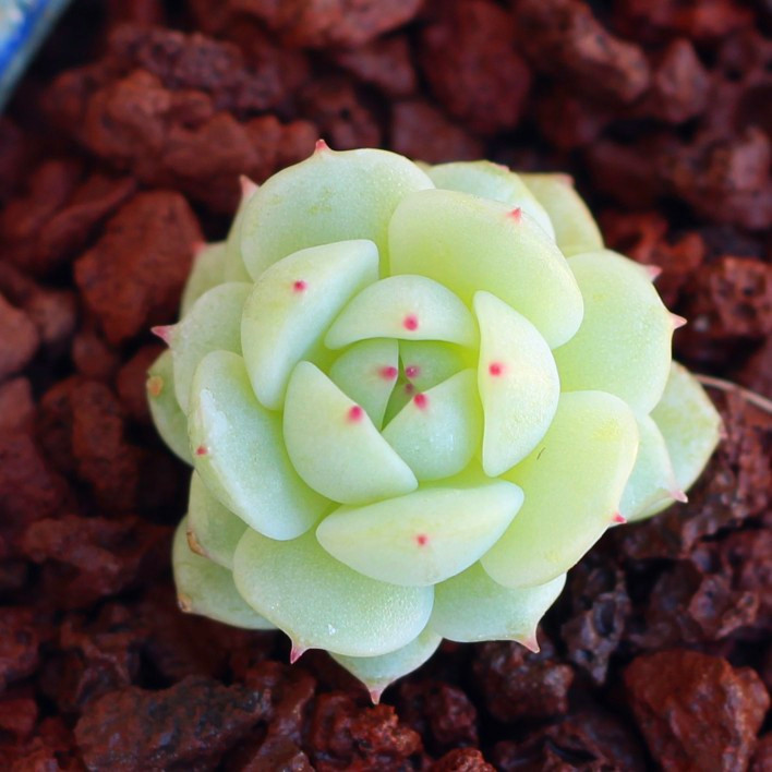 ֲ  캫 ҹ Echeveria Derenbergiiֻ