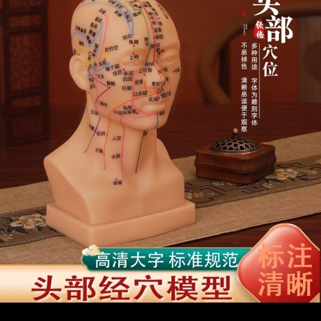 加大高清头部穴位模型软胶质学习针灸头模带穴位全脸面部中医练习