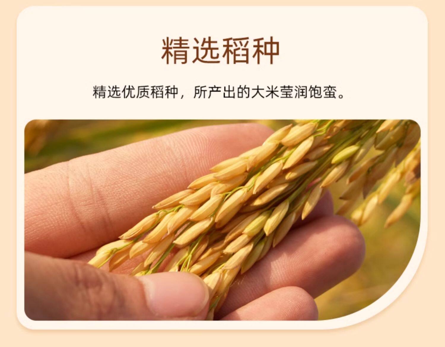 安享好物 安享C级粳米-盘珠蟹田大米 国标 