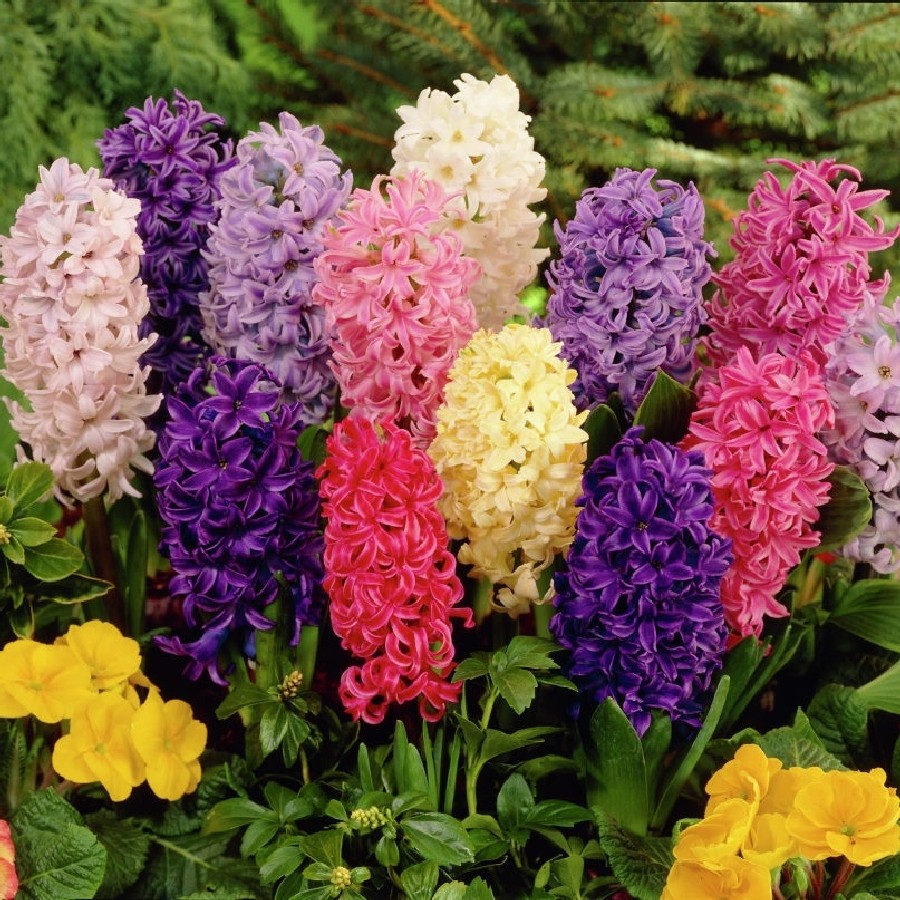 Spot Holland imported hyacinth seed balls cold-resistant with fragrance full 268 yuan to send blind box