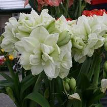 Issued in December Marilyn imported double-petaled Hippeastrum bulbs Dutch garden art free blind box for purchases of 268 yuan