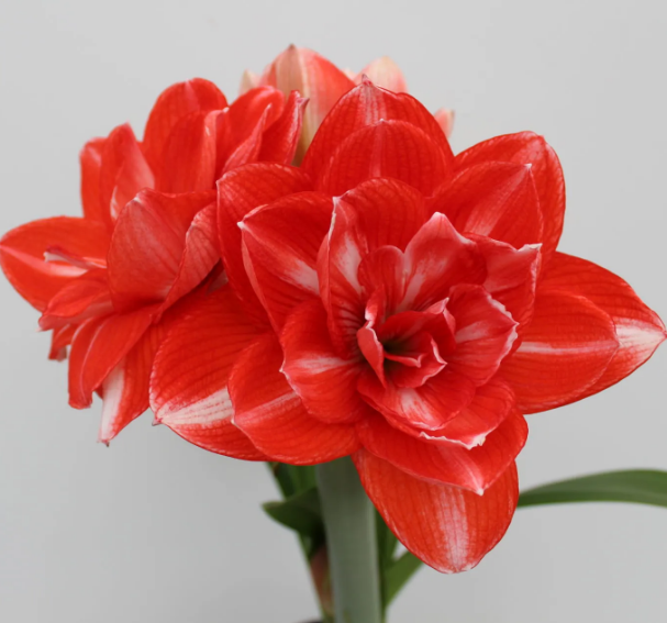 Issued in December, double shining, imported double-petaled Hippeastrum bulbs, Dutch gardening, free blind box for purchases of 268 yuan