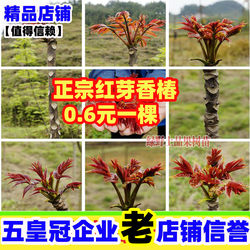 Chinese toon tree, Chinese toon seedlings, red oil toon tree seedlings, potted ground planting, edible sprout seedlings, planted in the south and north for four seasons