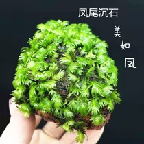 Lazy water plant landscaping Iron crown sinking wood Water banyan moss fish tank decoration phoenix tail moss sinking stone living fixed-value plant