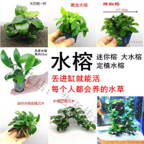 Fish tank decoration Water banyan water plants living aquarium landscaping Freshwater plants Novice good cultivation package Lazy grass Shenmu