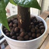 Керамические цветы с горшками для цветов в горшках ставят дно полихидом и делают богатые деревья.