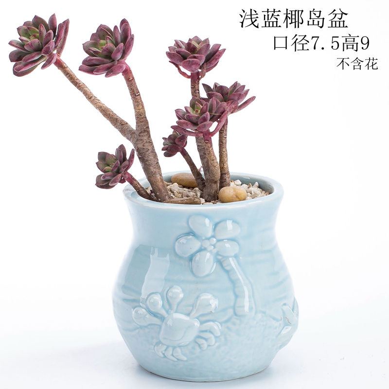 Vỏ ốc xà cừ san hô tự nhiên bể cá cảnh quan trang trí thủ công Địa Trung Hải sáng tạo trôi dạt trang trí chai - Trang trí nội thất phòng khách nhà cấp 4