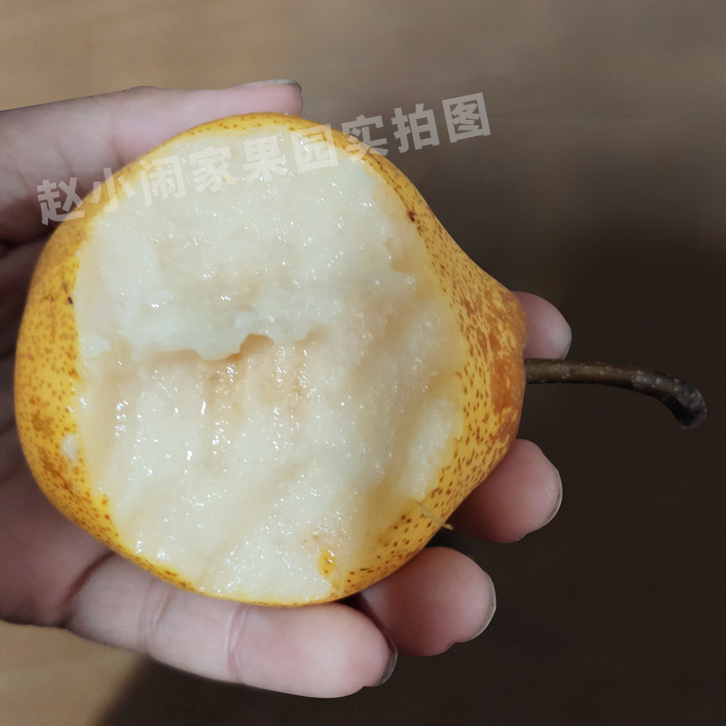 东北正宗尖把梨,秋子梨冻梨葫芦尖把梨,尝鲜必备!?-梨-淘宝好物网