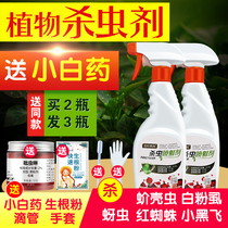 Insecticides for flowers and plants General starscream scale insects Special anther Aphid insecticides for fleshy household deworming