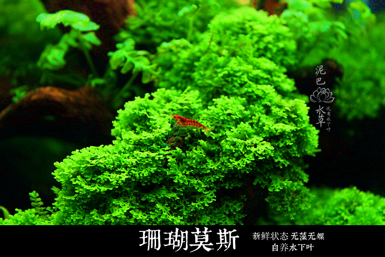 鱼缸沉木造景莫斯美凤水晶鹿角苔火焰珊瑚垂泪松茸怪厥大三角水草 新年礼物 鹿角 垂泪 鱼缸 水草 珊瑚途虎网