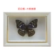 5 inch đúng bướm côn trùng DIY mẫu khung đặt bàn trang trí hình chữ nhật hộp âm thanh sữa khung trắng khung ảnh - Trang trí nội thất phụ kiện trang trí nhà bếp